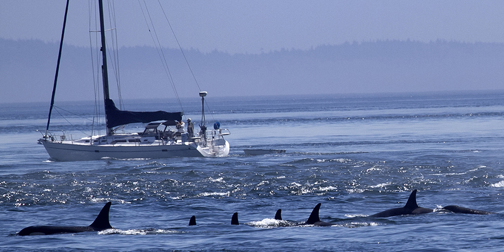 ⛵Los navegantes de veleros vuelven a sufrir encuentros con orcas. Os contamos algunas de las recomendaciones que debéis tomar si os encontráis con ellas.
<a href="/anen_nautica/">ANEN</a>  <a href="/Anpperspain/">ANPPER</a> <a href="/AGNYEE1/">AGNYEE</a>  <a href="/salvamentogob/">SALVAMENTO MARÍTIMO</a> <a href="/CEMMAcetaceos/">CEMMA</a>
👉run.gob.es/colisionesorcas