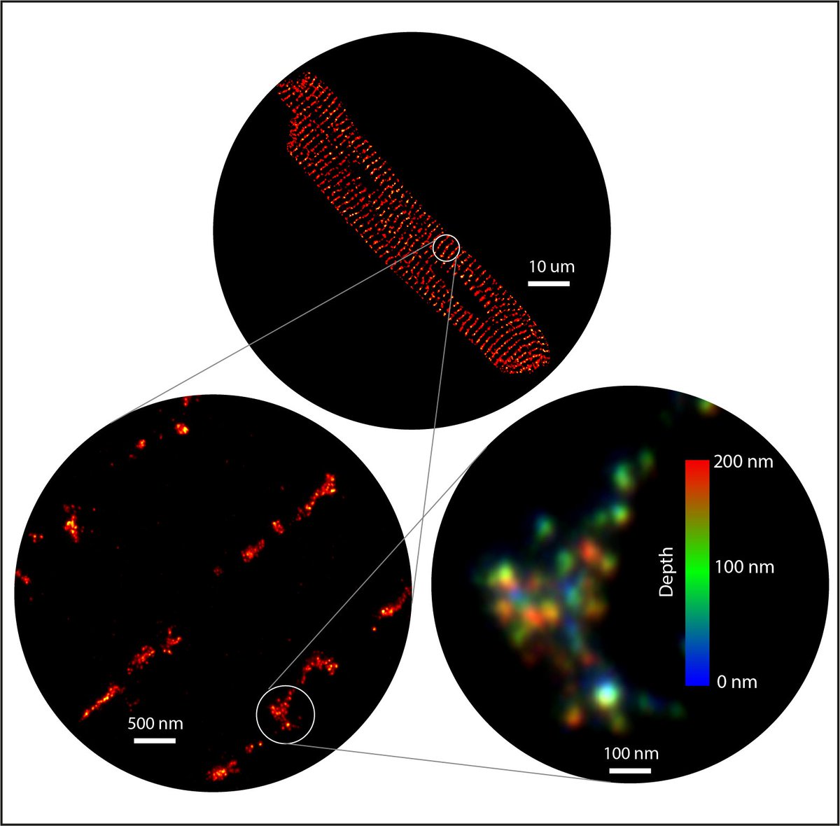 TMDSheard's tweet photo. Our latest paper is out now in a cardiac special issue @RSocPublishing 🌟 ! We use X10 #expansionmicroscopy (ExM) to visualise 3D geometry of dyadic clusters of ryanodine receptor (RyR) calcium channels  in heart cells. 
Read: https://t.co/6U8ZpToJhC https://t.co/Y3YSbxRWvt