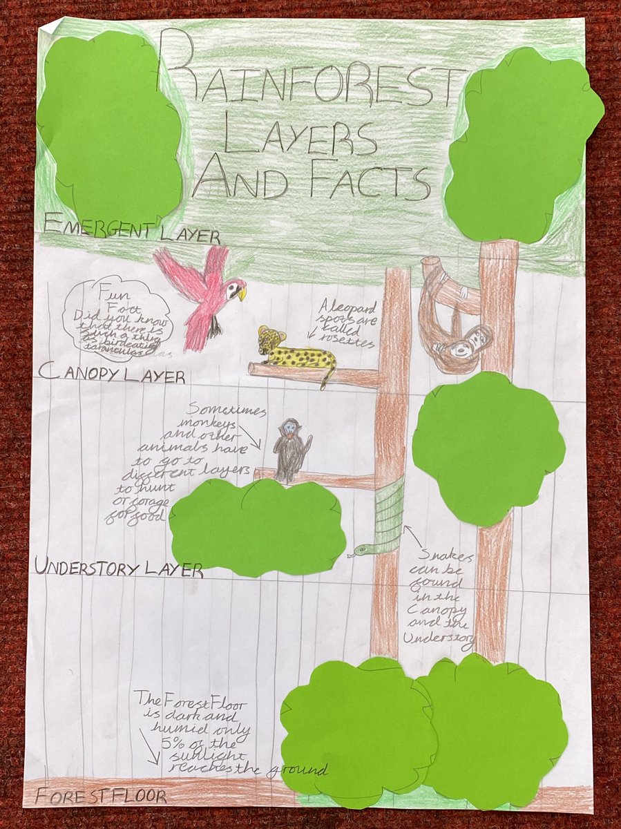 stockbridge_ps's tweet photo. Some examples of the amazing research and diagrams of the Rainforest layers being created in P6! https://t.co/KEKRljrXry