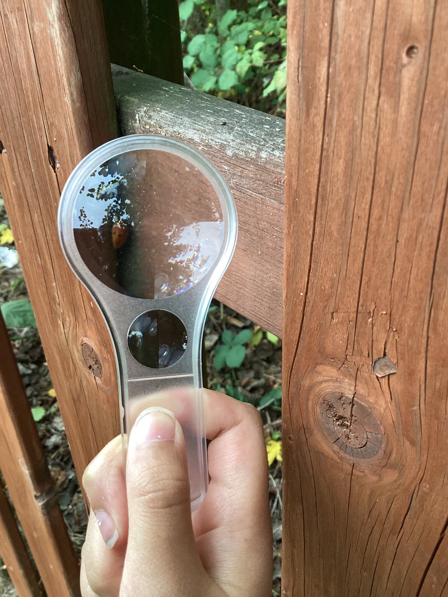 NewBewerleySch's tweet photo. Year 4 have been learning all about invertebrates. This afternoon, they have been hunting for them in the school grounds. They classified the invertebrates that they discovered. #outsidelearning #snapscience #collinsconnect #teamwork #reallifeexperiences β¦@iCCQMβ© https://t.co/PMqy3PwLai