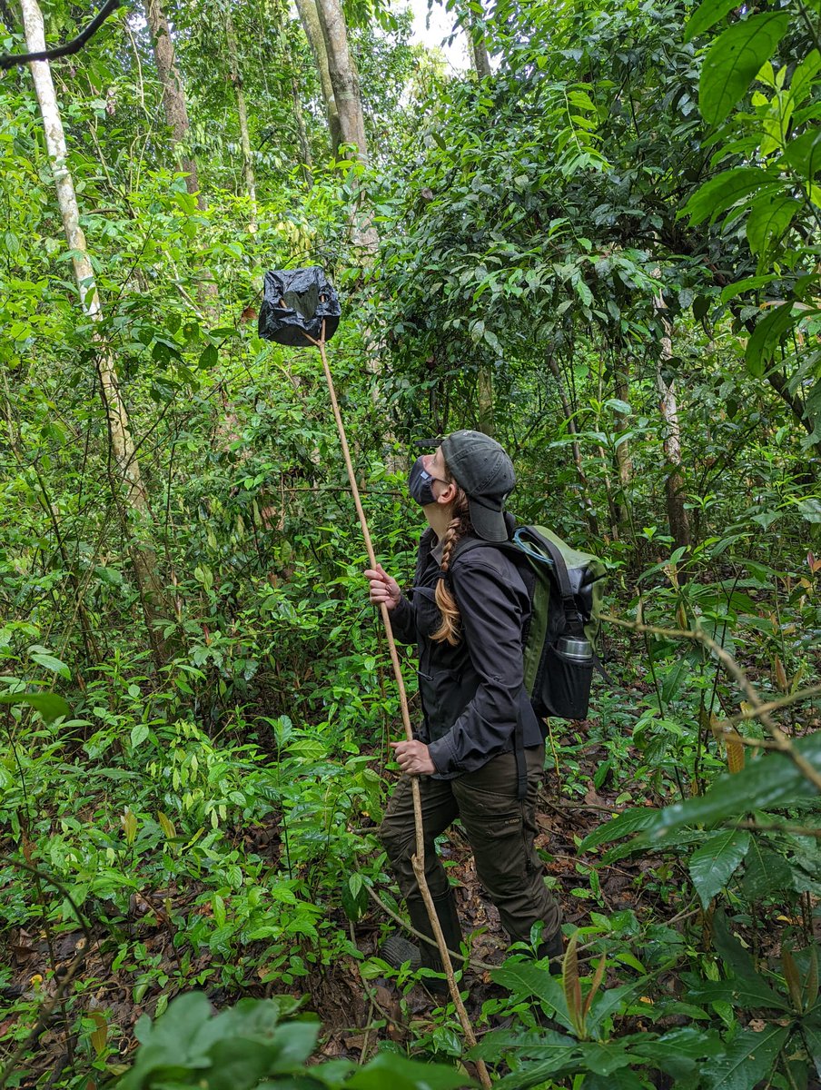 KellyRayMannion's tweet photo. I'm just a girl standing under a chimp willing it to pee... #phdlife #primateresearch #chimpanzee https://t.co/kLCmAbXBpX