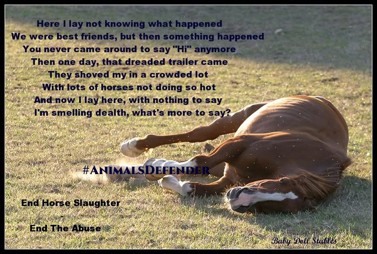 #You bet
They #die 
The horrors of #HorseRacing 
A #message to #All tourists 
You have legs 🦿
Walk 🚶
Take a bus 🚌
Rent a bike 🚴
#NoHorseSlaughter #WildHorses
#OpRodeo 
No more #HorseRacing 😡
#StopWildHorseRoundups!🐴
Bred for excitement