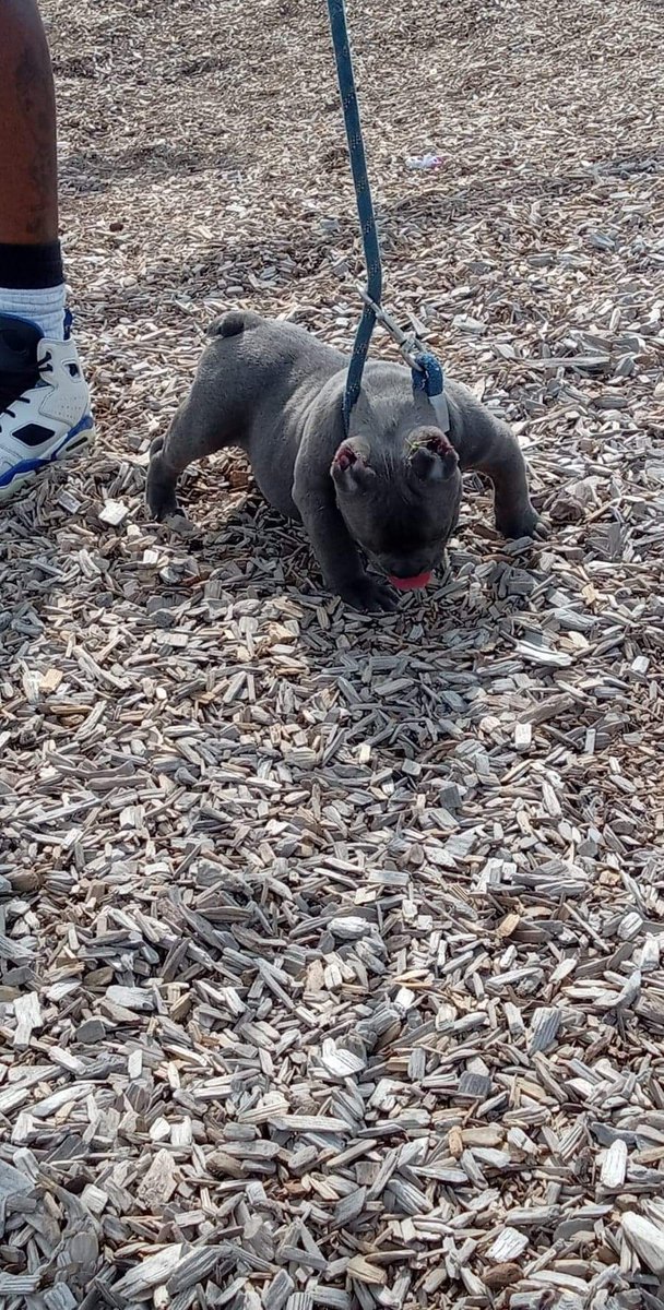 BullyGod_chuck's tweet photo. One of our exclusive productions here at #BullyGodKennels here is our little dude #Maybach going on 4months 🔥🔥🔥💯 https://t.co/d6NX6YQcHJ