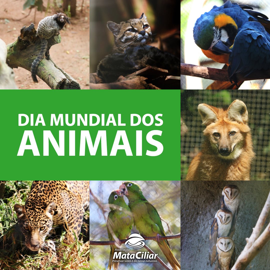 Mataciliar's tweet photo. Celebrado desde 1931, o Dia Mundial dos Animais tem o intuito de alertar as pessoas sobre os direitos dos animais e conscientizá-las a respeito da necessidade de preservação de todas as espécies. https://t.co/WXvuxxtx26