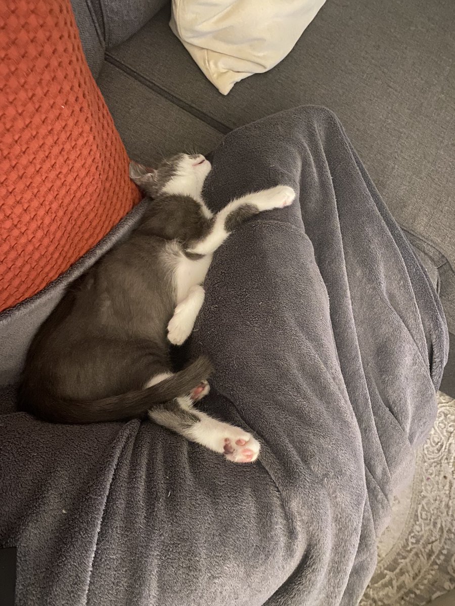 julibidou's tweet photo. @turbojoul Ma jolie Sari, adoptée au refuge près de chez moi. Venant de la fourrière animale et hyper craintive face à l’humain, elle prend confiance petit à petit et a la maison on l’adore ❤️ https://t.co/1F1MCpn2QI