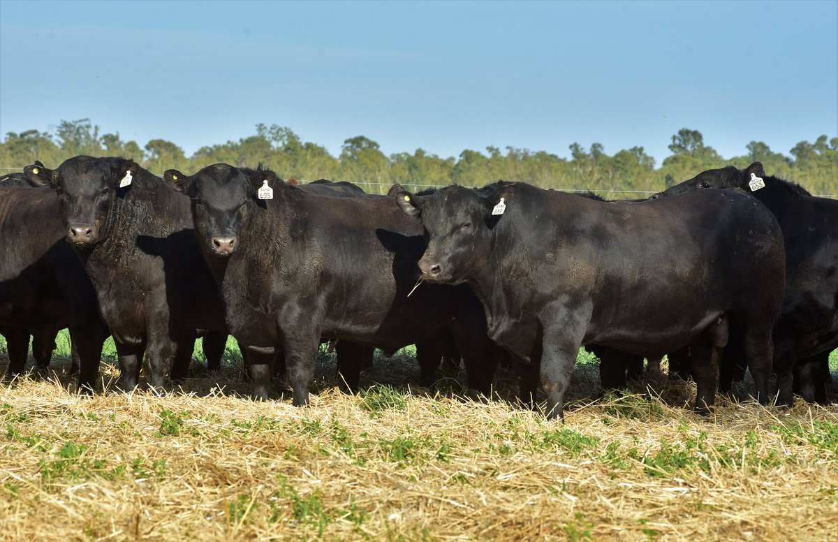 PalabraRural's tweet photo. Ya les viene llegando el Padresol a la figura escultural de los toros Angus PC de Cabaña LA PAZ para su Remate Anual en Estancia Gloria a Dios. 
Será cuestión de continuar en este día con las filmaciones para las preofertas.
La subasta se realizará el viernes 21 de octubre https://t.co/PqvgAjpDmO