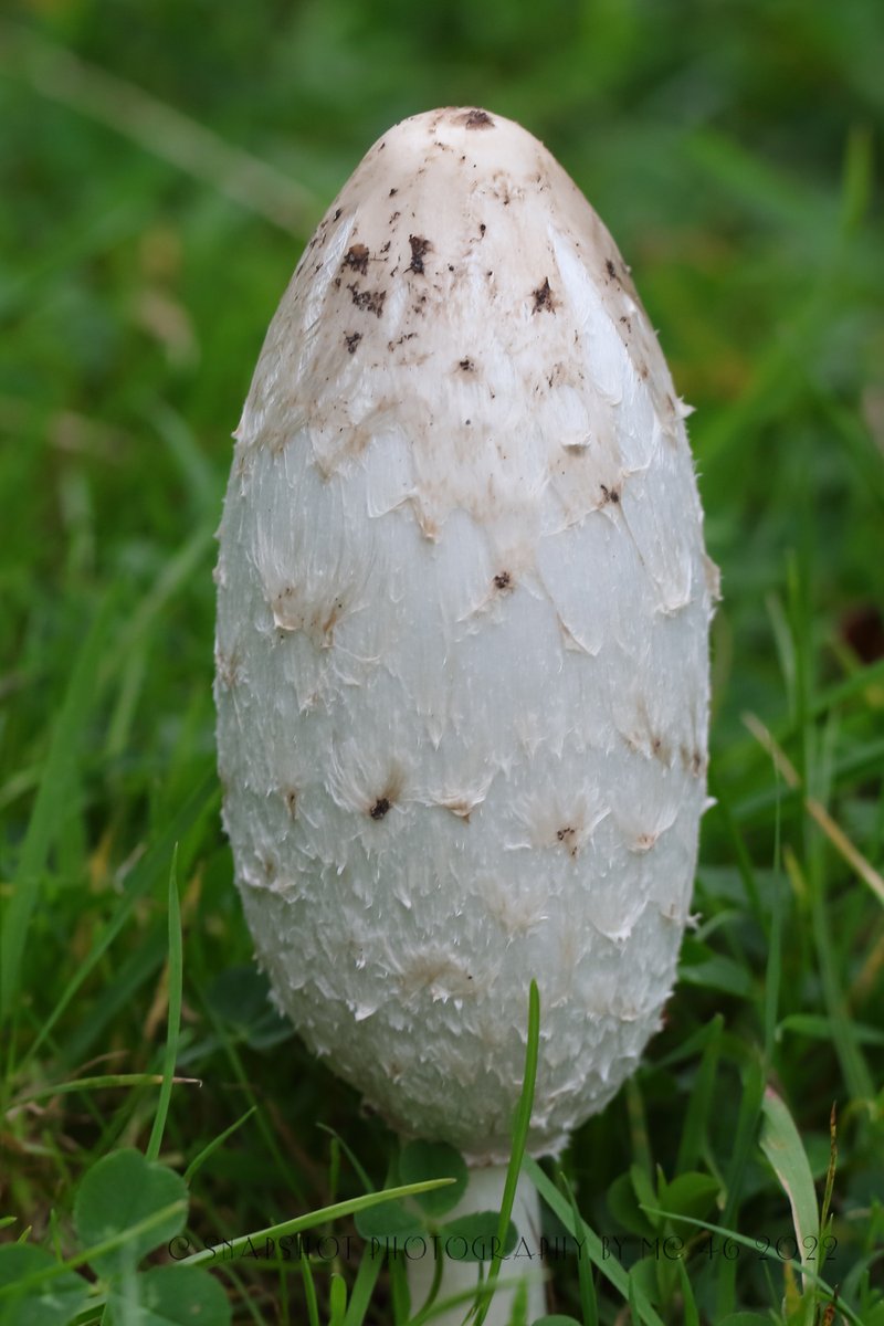 KaptainCosgrove's tweet photo. " More To Sefton Park Than Just The Palm House..."
@ILoveSeftonPark
@B4Biodiversity  
@LiverpoolParks
@The_Palmhouse
#Coprinuscomatus #ShaggyInkCap #Mushroom #Fungus https://t.co/rPJgVSZX4I