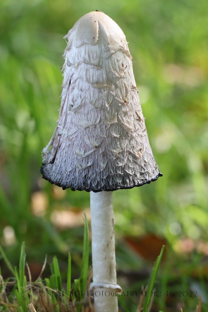 KaptainCosgrove's tweet photo. " More To Sefton Park Than Just The Palm House..."
@ILoveSeftonPark
@B4Biodiversity  
@LiverpoolParks
@The_Palmhouse
#Coprinuscomatus #ShaggyInkCap #Mushroom #Fungus https://t.co/rPJgVSZX4I