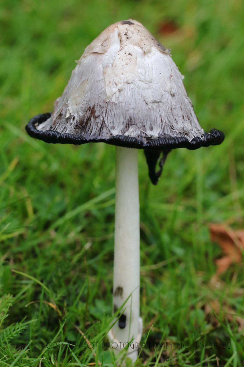 KaptainCosgrove's tweet photo. " More To Sefton Park Than Just The Palm House..."
@ILoveSeftonPark
@B4Biodiversity  
@LiverpoolParks
@The_Palmhouse
#Coprinuscomatus #ShaggyInkCap #Mushroom #Fungus https://t.co/rPJgVSZX4I