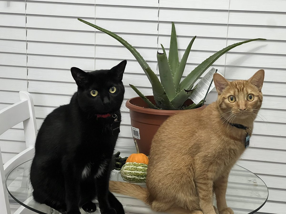 anoninptbo1's tweet photo. My duo. They’re so good for my mental health #brothers #MyPals #CatsOfTwitter #catlover #CatTherapy https://t.co/wRI98KDHCg