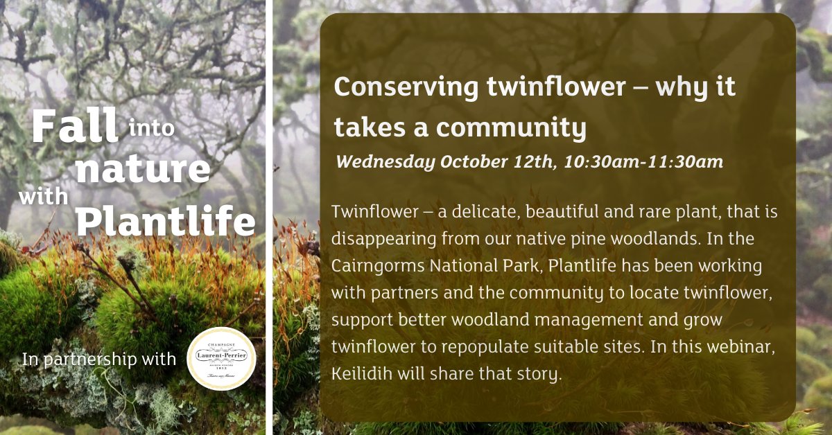 PlantlifeScot's tweet photo. Don't forget to sign up to #FallintoNature with Plantlife! Featuring our Cairngorms Rare Plants and Wild Connections project! Learn how local communities have been aiding twinflower's survival from Project Manager @keilidhewan
Book here➡️➡️ https://t.co/kSUGDmFuWv https://t.co/fdAMO0nV0d