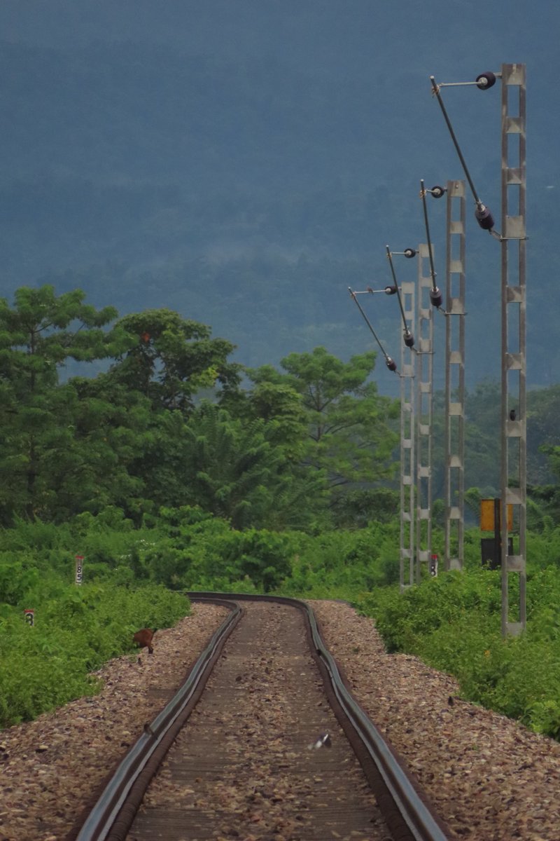 DRRD99's tweet photo. NFR towards its goal of 100% electrification. OHE Poles erected at Binnaguri, Nagrakata, Chalsa 
@drm_apdj 
@gm_nfr 
@RailMinIndia 
@NFR_Enthusiasts 
@RailNf https://t.co/kioXvLFnxl