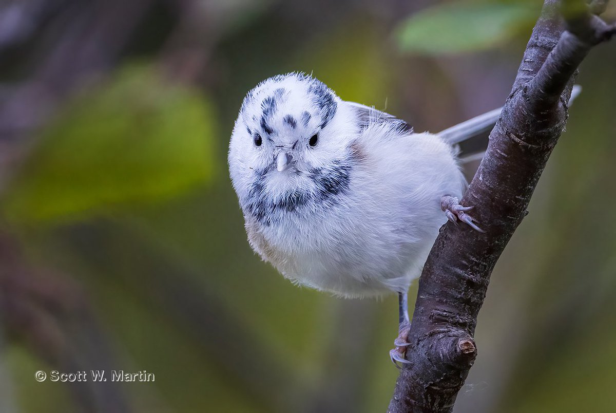 ve3sz's tweet photo. Leucistic Black Capped Chickadee #chickadee #leucistic #leucism #birdphotography https://t.co/YpGiSR2AVF