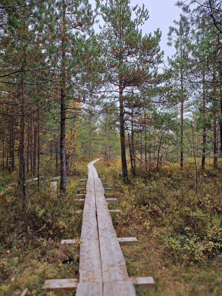 Lähiluontoa Jakomäestä.

#luontokuva