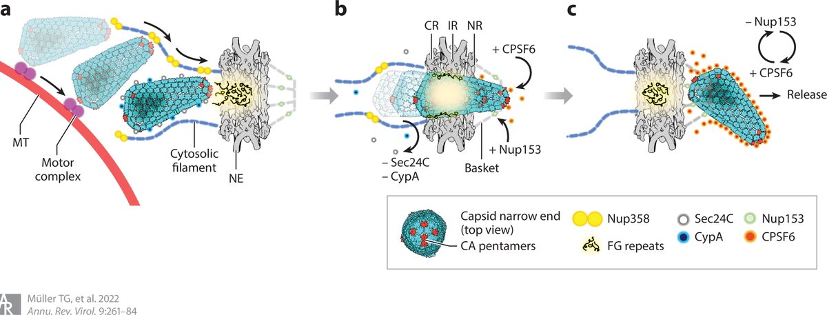 thorstenmllr's tweet photo. This year's Annual Review of Virology is online and open access. Check out our review on the early phase of HIV replication, including testable models for nuclear import and uncoating. Thanks to @VojtechZila, Barbara Müller and Hans-Georg Kräusslich.
https://t.co/xHzwL0lkYD https://t.co/71W9q8yZxO