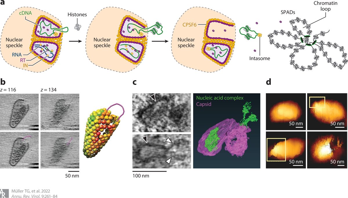 This year's Annual Review of Virology is online and open access. Check out our review on the early phase of HIV replication, including testable models for nuclear import and uncoating. Thanks to @VojtechZila, Barbara Müller and Hans-Georg Kräusslich. annualreviews.org/doi/full/10.11…