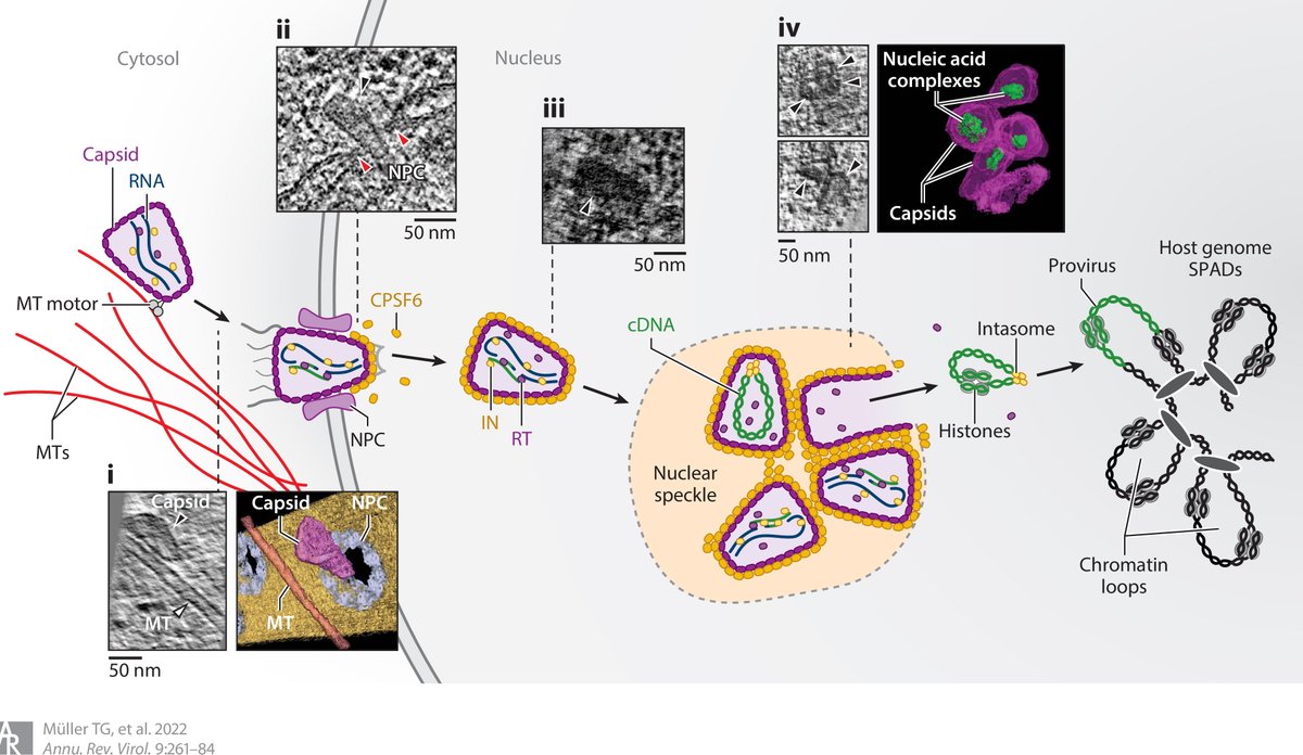 thorstenmllr's tweet photo. This year's Annual Review of Virology is online and open access. Check out our review on the early phase of HIV replication, including testable models for nuclear import and uncoating. Thanks to @VojtechZila, Barbara Müller and Hans-Georg Kräusslich.
https://t.co/xHzwL0lkYD https://t.co/71W9q8yZxO
