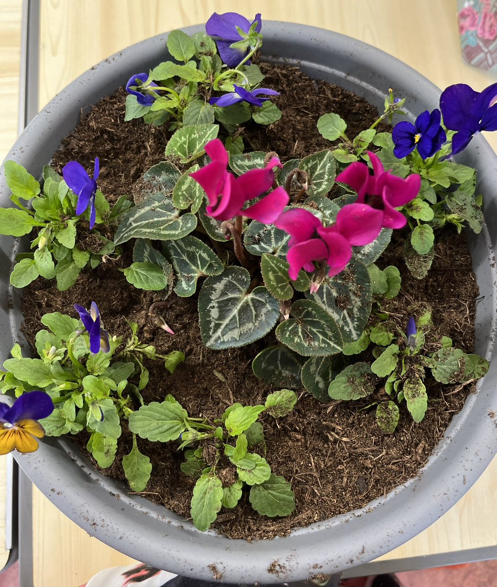 Kez27Kez's tweet photo. Container Potting @MaryFrancesTrst with the lovely Angie from @WEAadulted here are some of the beautiful containers we planted up Lasagne planting (bulb layering) ready for spring 🥰 #ContainerPlanting #AutumnToSpring https://t.co/J026pUHHtK