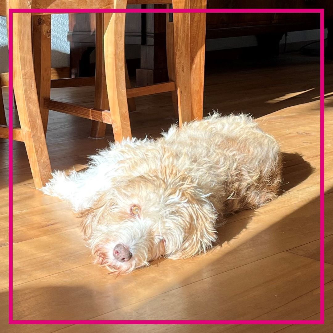 MarijMakelaar's tweet photo. Dierendag🐶
 
“Dierendag of niet ik lig lekker in de zon en wacht tot mijn baasje even tijd heeft. Ze is druk met huizen verkopen”!
 
#marijmakelaardij #makelaar #marij #zaltbommel #kopen #verkopen #verkocht #woningmarkt #huis #dierendag #huisdier #hond #petitbassetgriffonvendeen https://t.co/xfGK7Juh9z