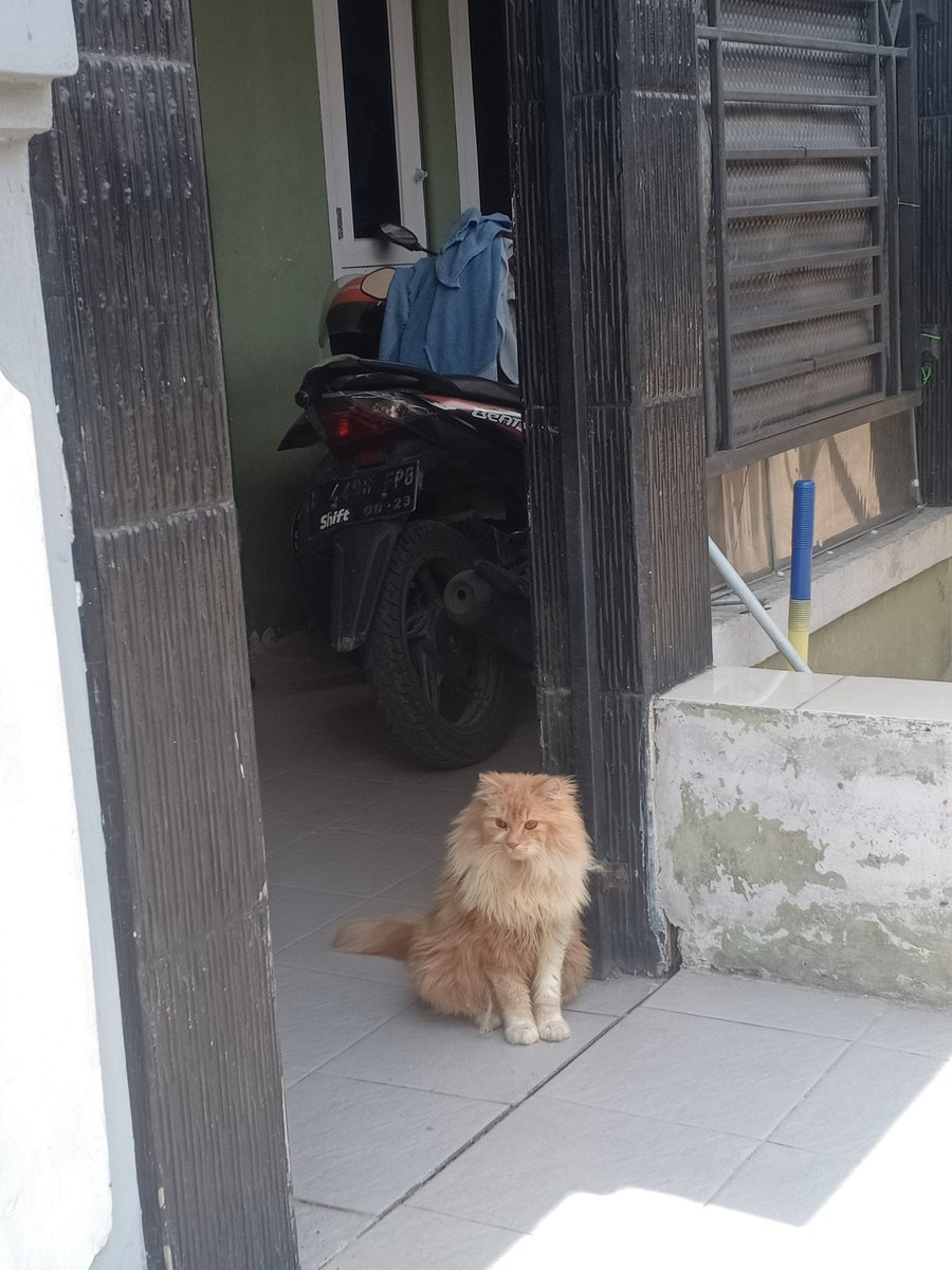 kochengfs's tweet photo. 🐈‍⬛ Lihat lah, ada anak cinga belum mandi. 🙂🦁 https://t.co/TQKGSqXoYY