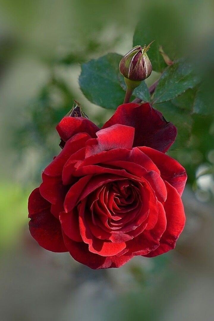 Anita Bacha Magnificent Rose Unfolds To Buzz Honeybee Awaiting The Fall Inkmine Weekly Prompt Haiku Haikuchallenge Poetrycommunity T Co Evq3shwuag Twitter