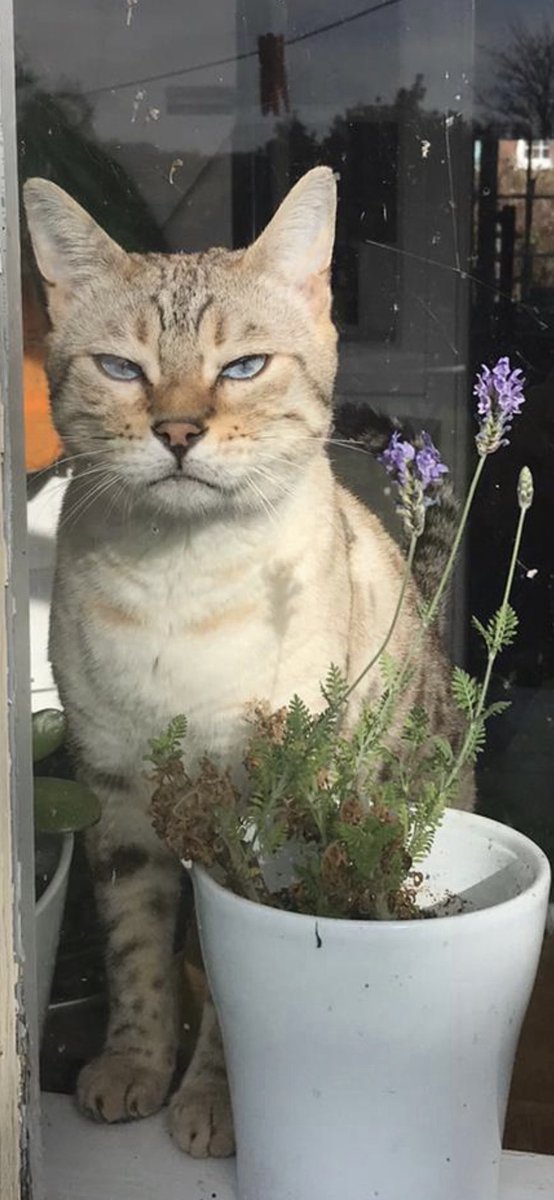 Dylwillll's tweet photo. @bowyerlj @UnitedSpaceCats Right back at you pal 😾😹 https://t.co/YNpkQHWS2N