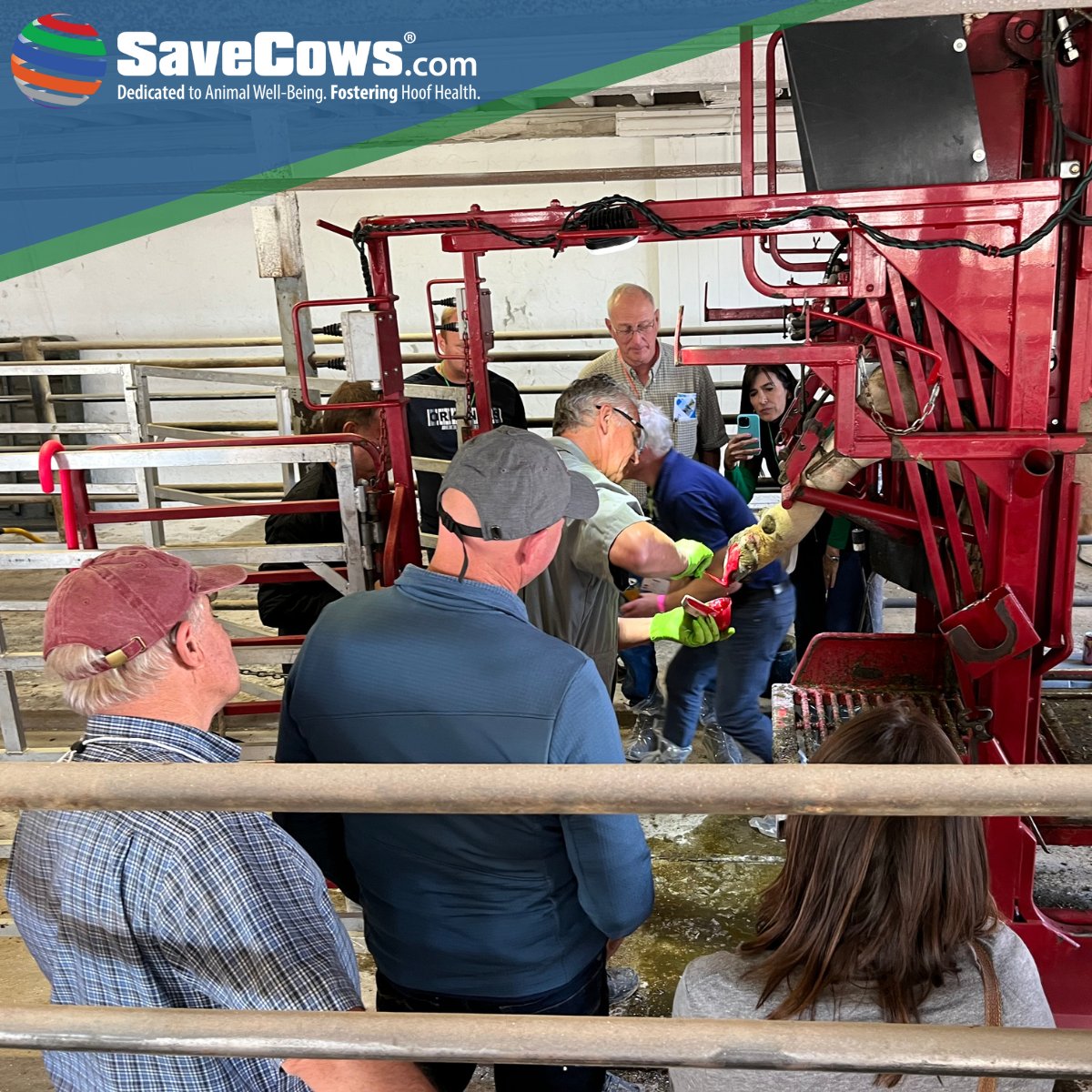 SaveCowsNetwork's tweet image. This Saturday we had the opportunity to attend and sponsor the World Brown Swiss conference held in conjunction with the @WDExpo.

We look forward to seeing dairy industry professionals this week in Madison at Expo!  #SaveCowsNetwork #NoLamenessTolerance
