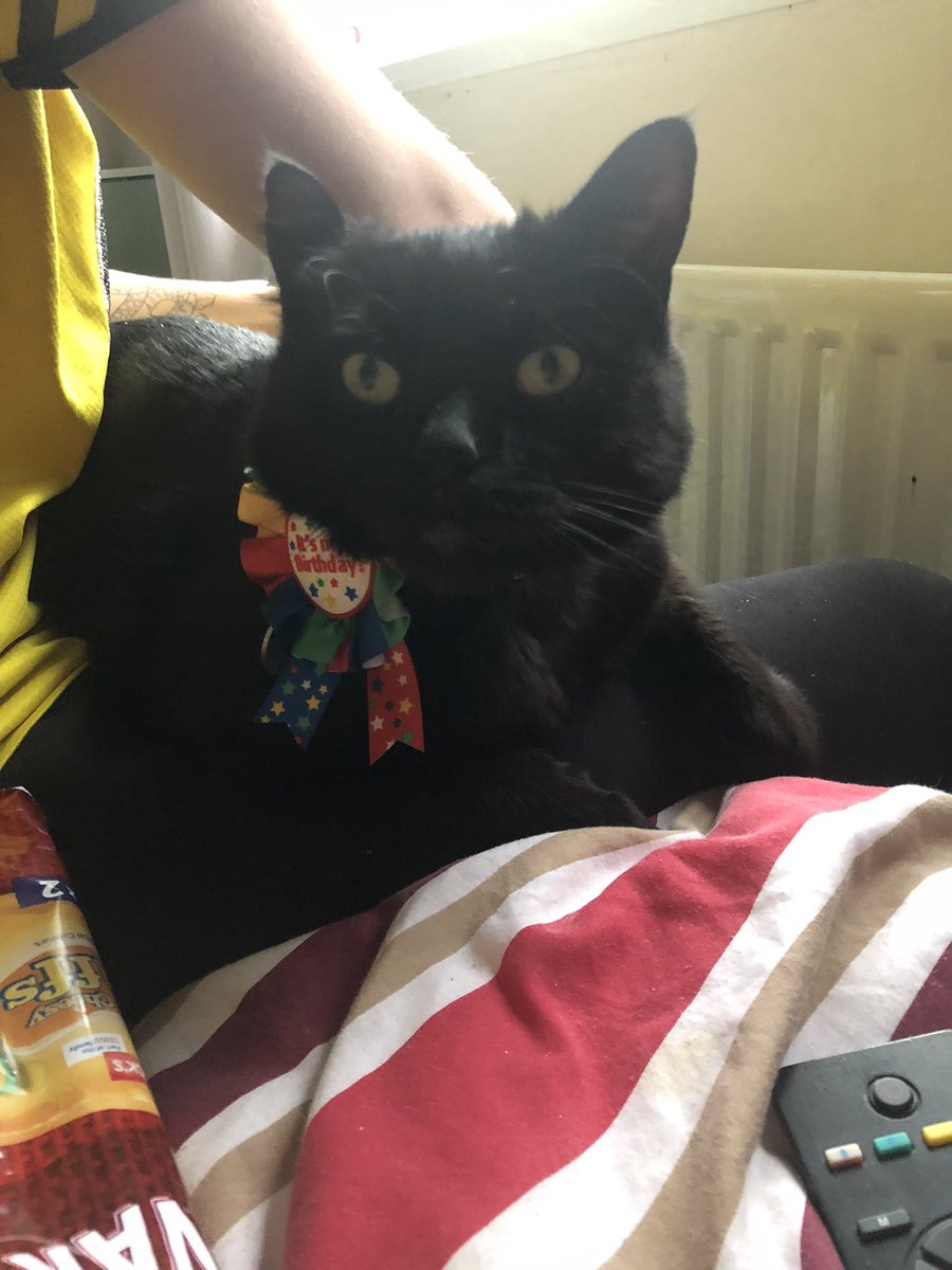 Teddy is 7 today 🥲