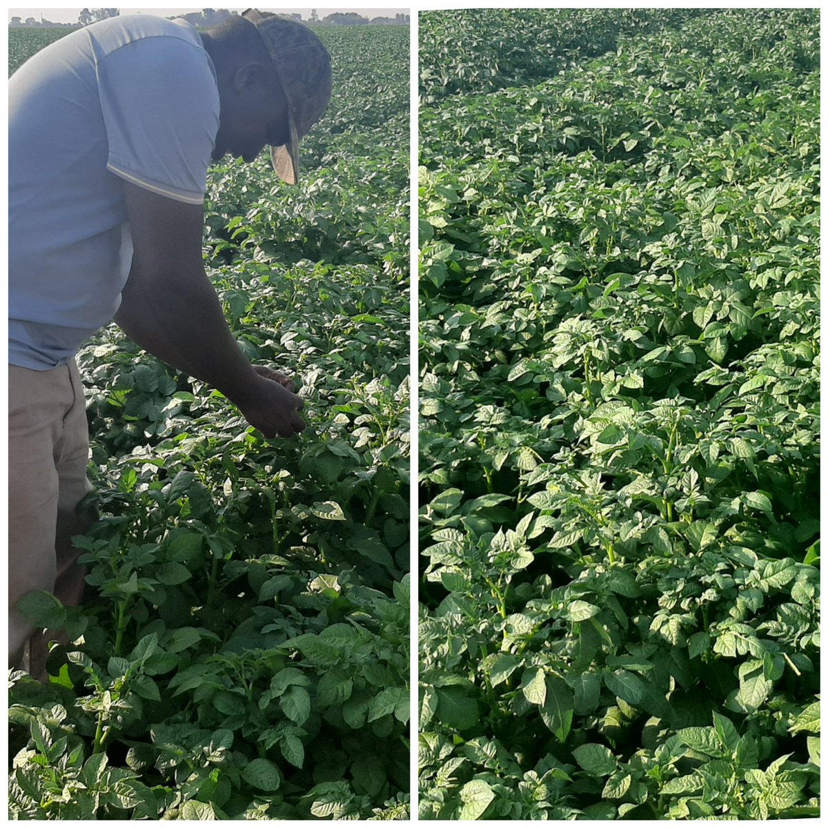 They say it takes a whole village to raise a child, on this project i had experts on board <a href="/AdeptZW/">Adept Irrigation and Fabrication</a> water experts , <a href="/1Humuson/">HumusOn#1</a> organic ferts 70tonnes loading