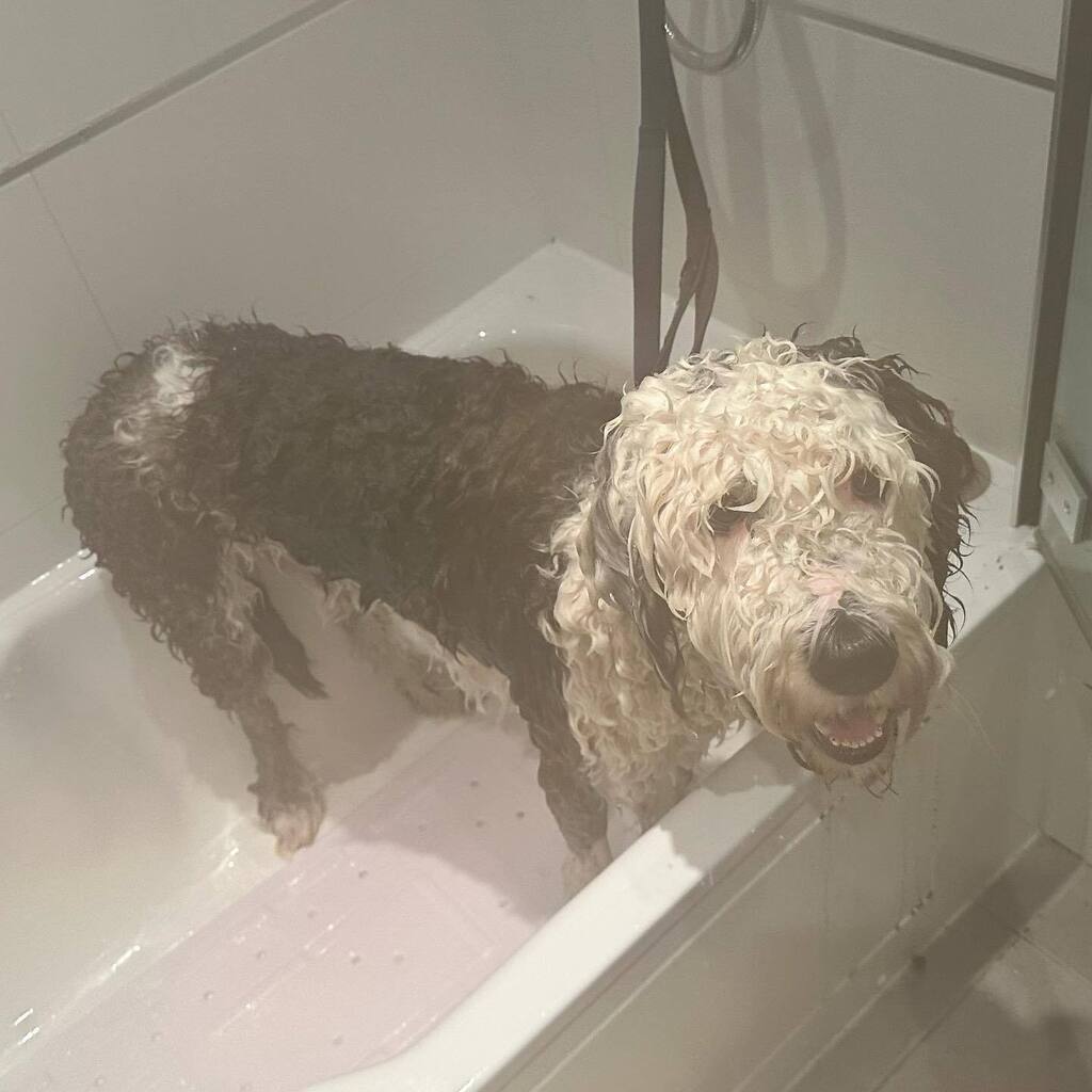 mjnewham's tweet photo. After taking a run and dive in the River Moa mud and getting stuck in the mud at one point he had to face the consequences- a bath. https://t.co/twuZPbF5NF https://t.co/uNj0xfhHBl