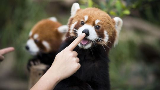 Red_panda_haven's tweet photo. How cute  🥰
.
.
.
#redpandas #redpandalover #redpandaword #redpandapuppies #redpandasoftwitter https://t.co/yns9SdUOi1