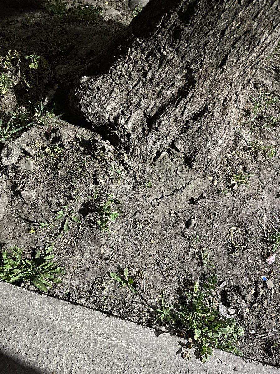 macalila1985's tweet photo. @mlacisterna Hay un arbol a punto de caerse en Calle Las brisas, está afirmado casi solo con los cables. Ayuda!!! https://t.co/U1Qj6nxX3w