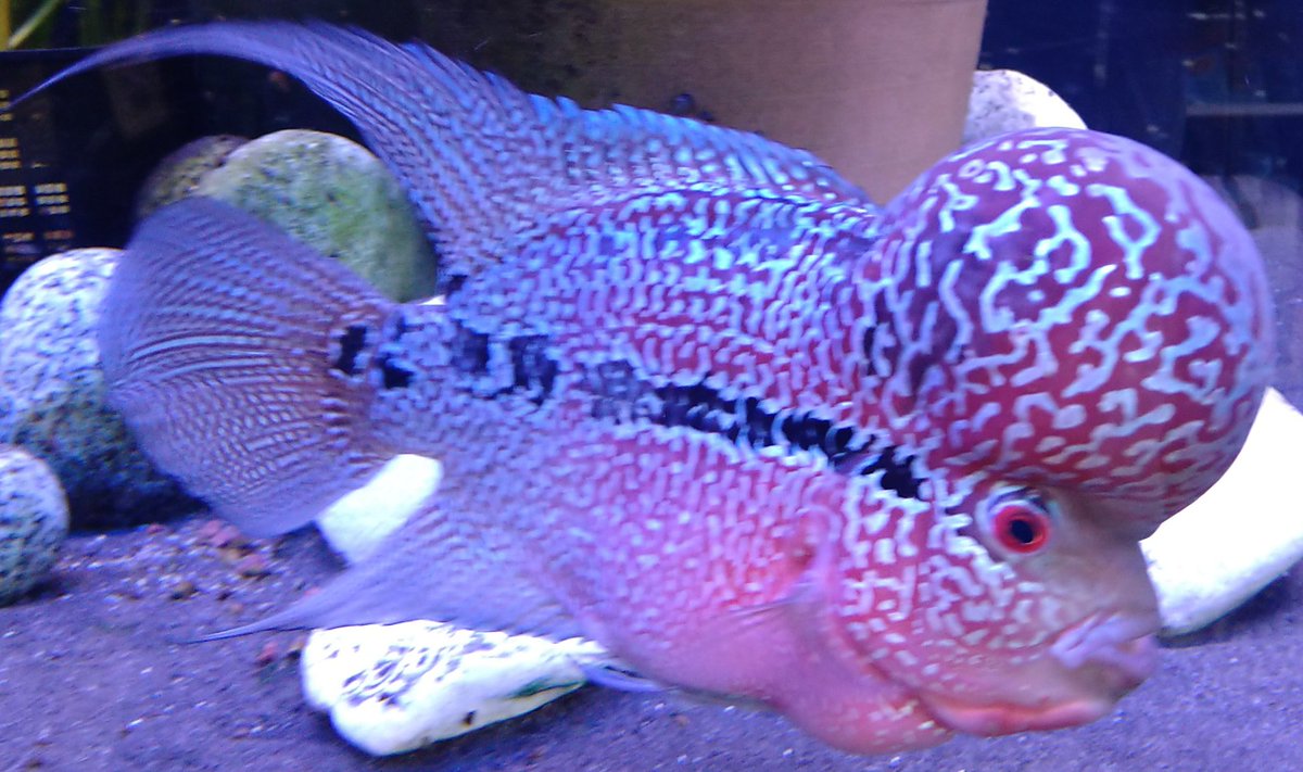 Grumpy_Goby's tweet photo. My Flowerhorn at work! I've raised him from a bubby of barely 2.5" ! He's now closing on 10" ! His name ranges from Fatboy to Angryboy! Depends on if he's just bitten me 🤣 https://t.co/iqepYyxUeR