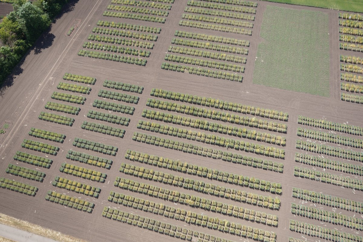 LeibnizIPK's tweet photo. Old and exotic varieties possess many gene variants that may be crucial for plant production. But how can this treasure be tapped for agriculture? This question a team led by the @LeibnizIPK has been investigating - results in @NatureGenet

➡️All details: https://t.co/rU5RomDG74 https://t.co/BdtHidKb6z