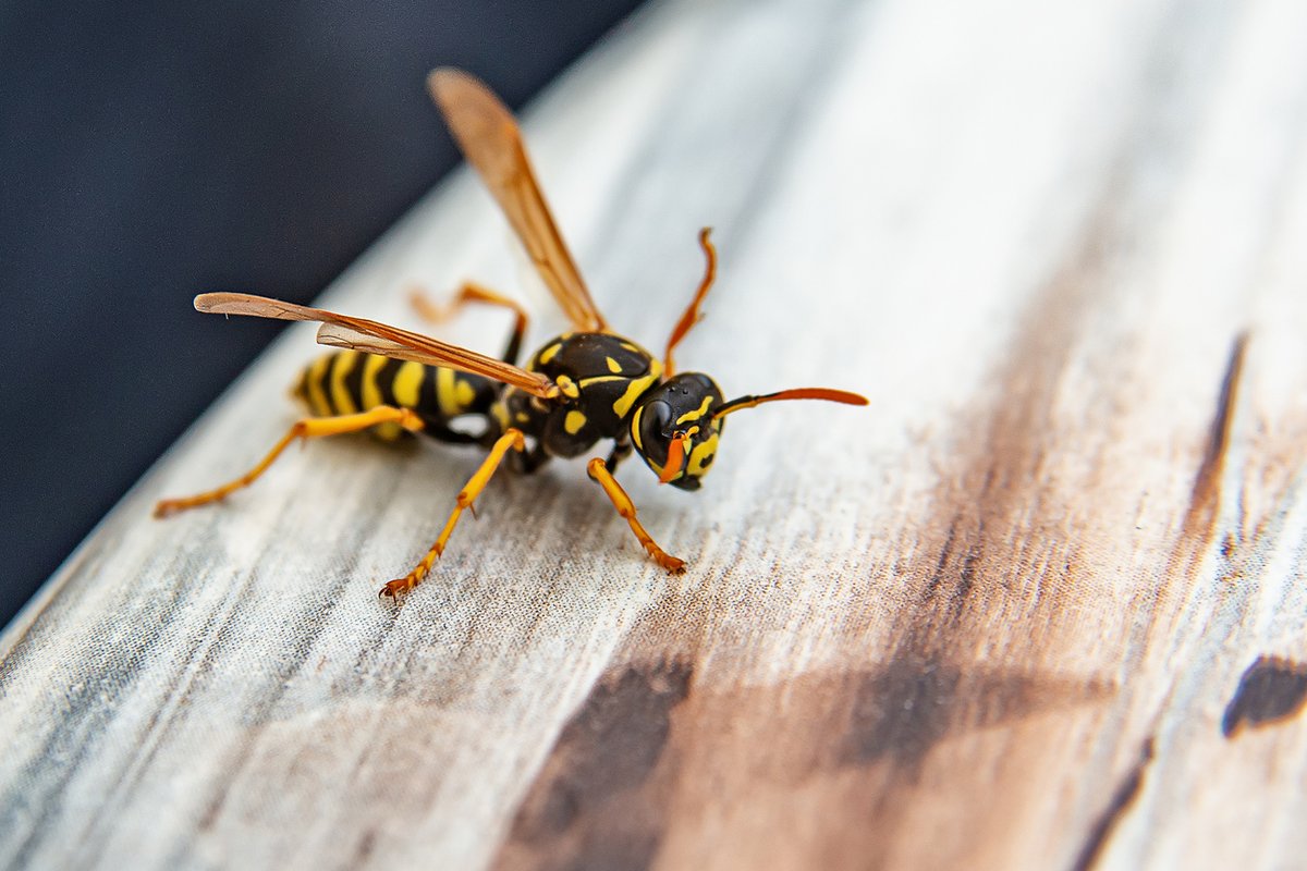 Tired of being stung in your backyard? Give us a call! We can handle the removal of stinging insects from your property.