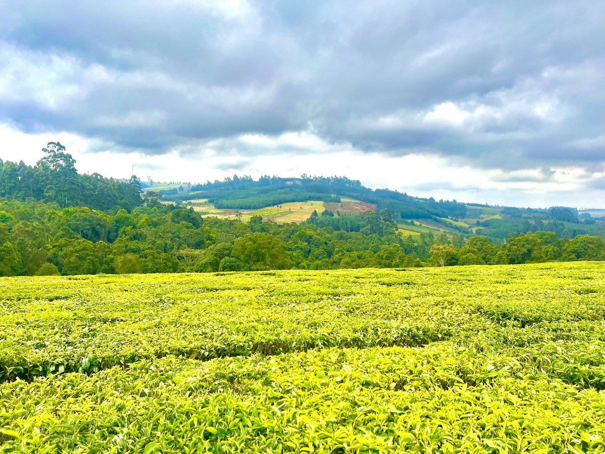 Mufindi, Iringa, Tanzania.