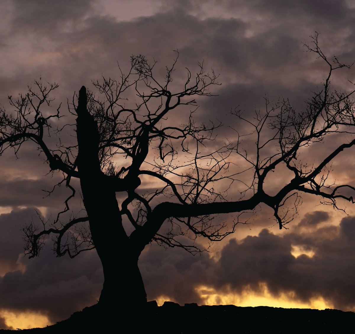 BranchingOutAZ's tweet photo. Have a tree that's looking a little spooky? Don't let your landscape become a graveyard for dead trees! Let us help you with a safe and affordable removal. Always FREE estimates. 

#tucsontreeremoval #treeremovalexperts #tucsontreeservice #branchingouttreeservice https://t.co/tDuQ4VjumB