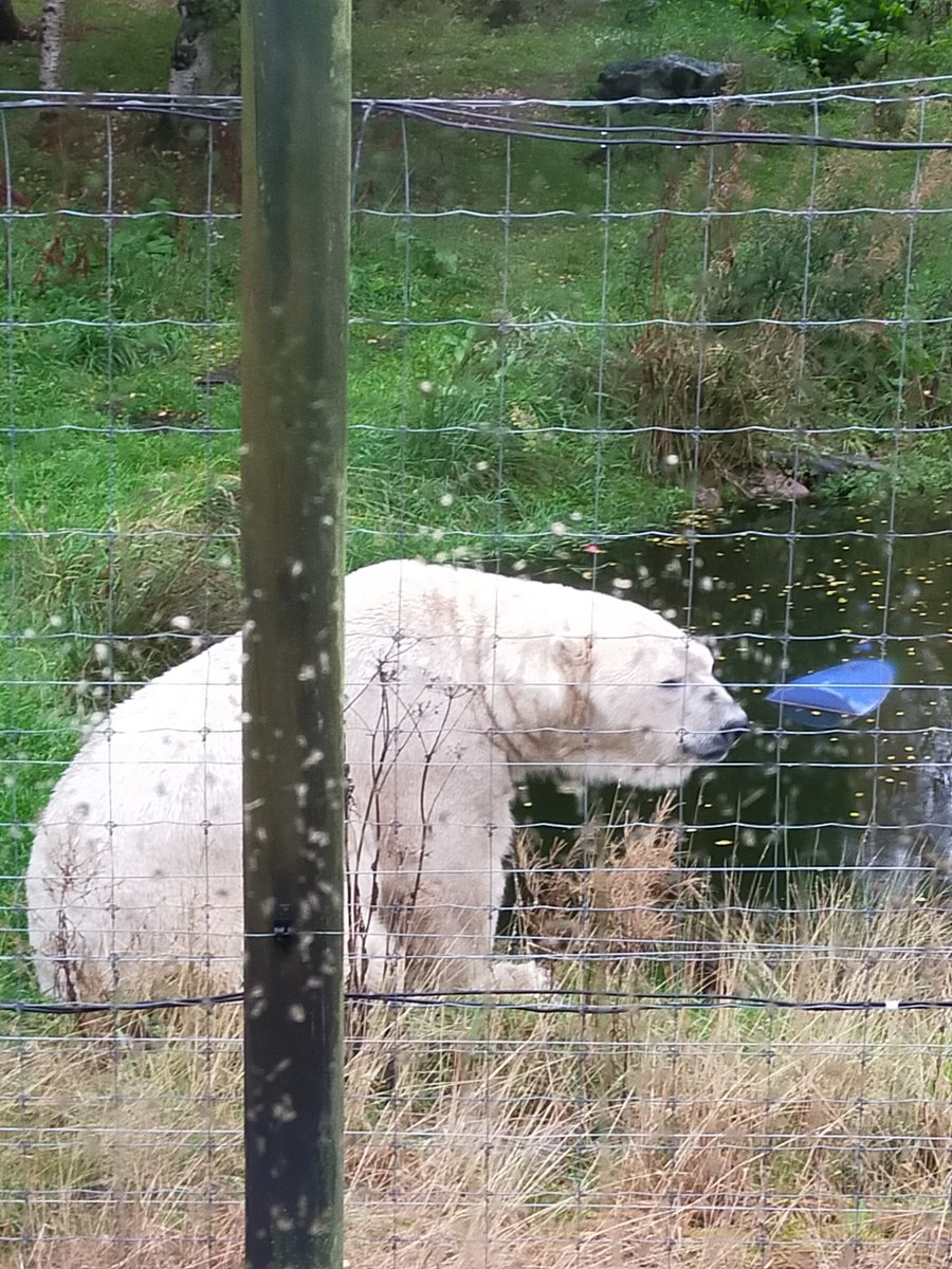 Some more photos from our educational visit to Highland Wildlife park today. Thank to Jasper the park ranger at <a href="/HighlandWPark/">Highland Wildlife Park</a> for a magic day.