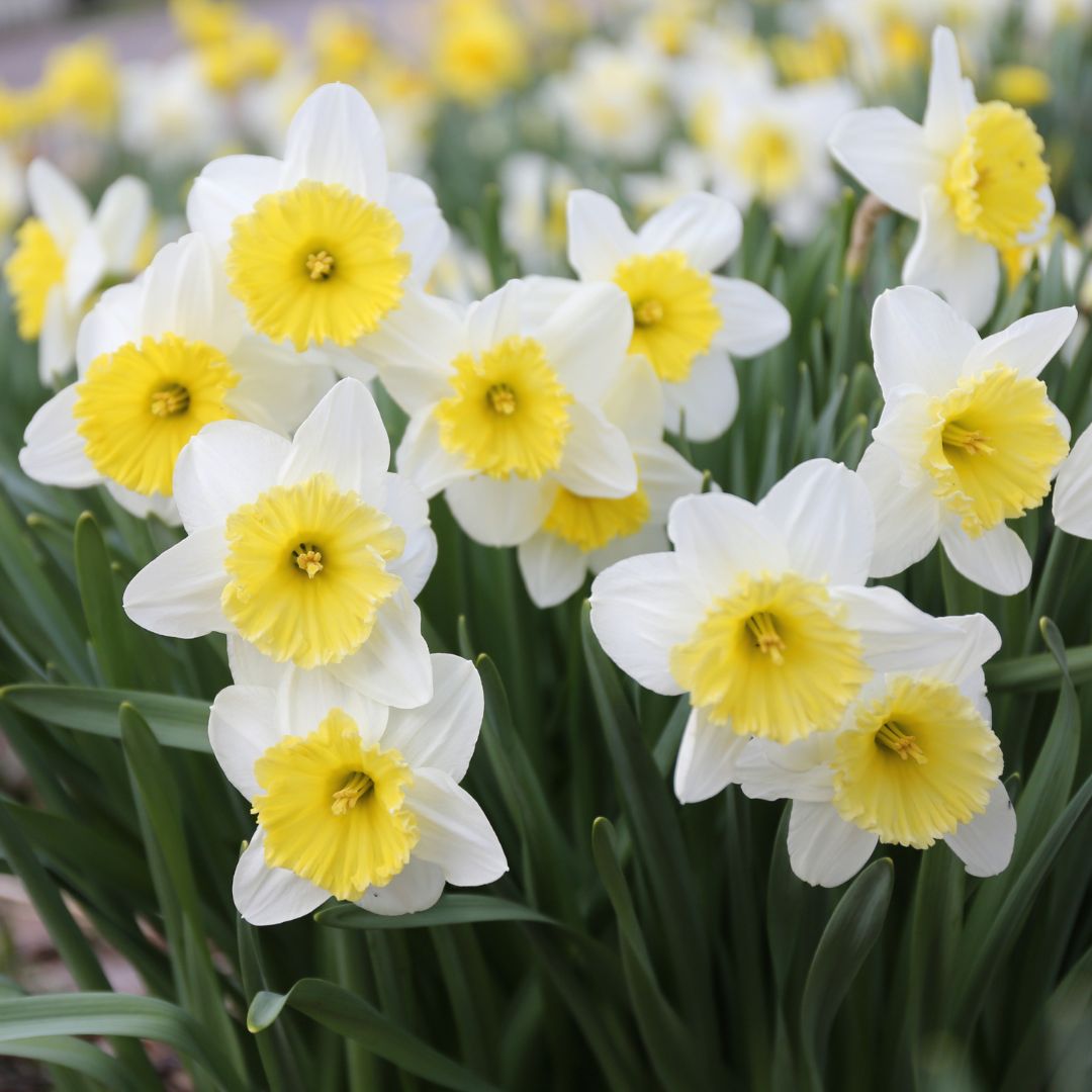 This award-winning daffodil has been a top choice for generations of gardeners. Ice Follies has a frilly, lemon yellow cup surrounded by pure white petals.

Save 25% on Ice Follies and other early bloomers now!!! Sale ends today at 3pm PST.