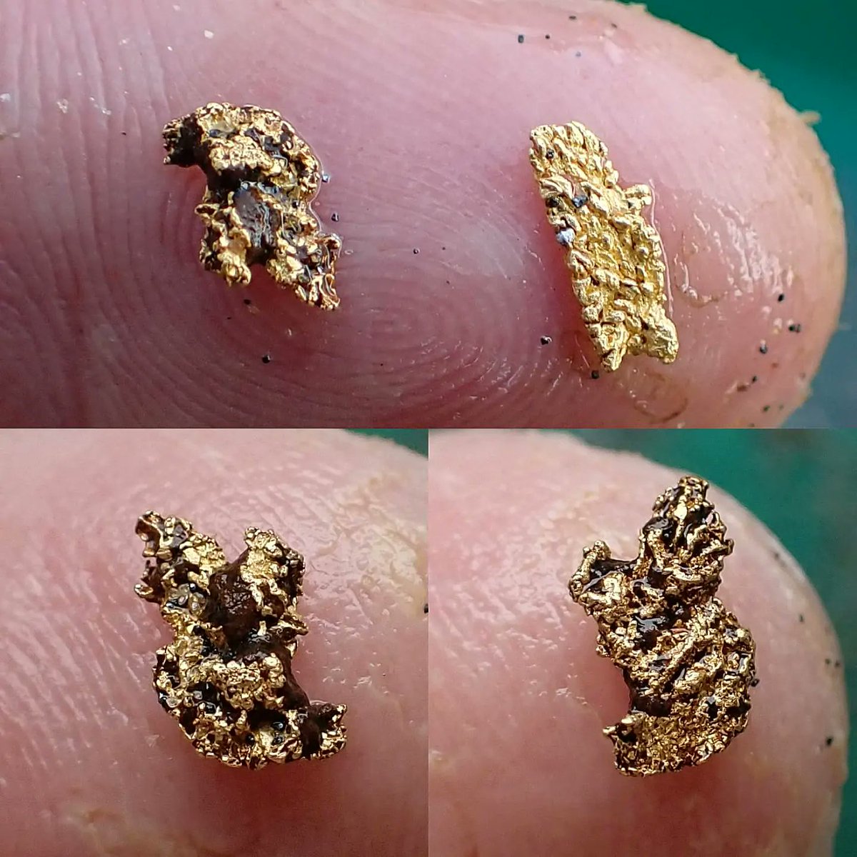 sluicelee's tweet photo. Dredging for #Gold
Some of the best gold we've found dredging. #goldmining #golddredge #thanksforlooking https://t.co/szdGgkSX4T