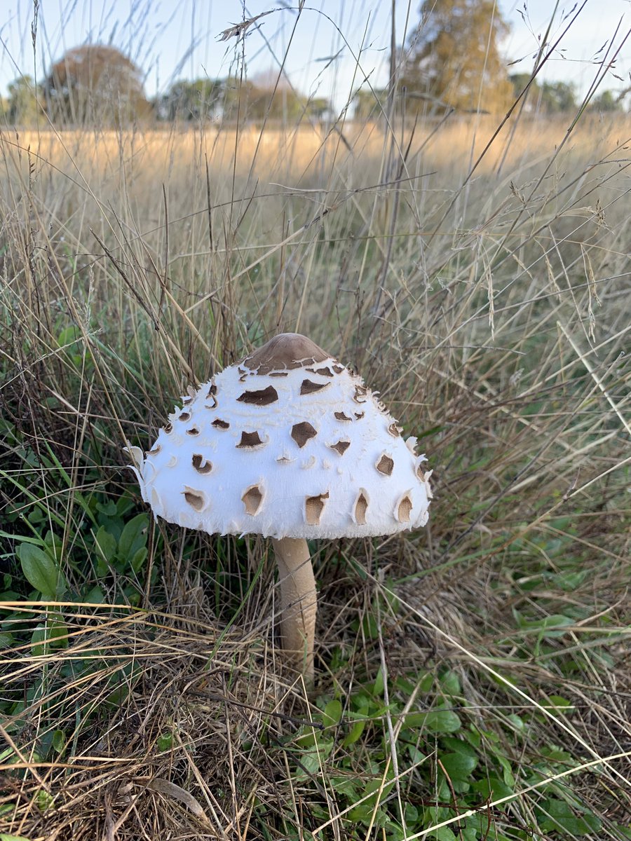 Nothing says autumn like a… toadstool… these beauties are popping up all over Bushy Park. #fungi #bushypark ⁦<a href="/theroyalparks/">The Royal Parks</a>⁩