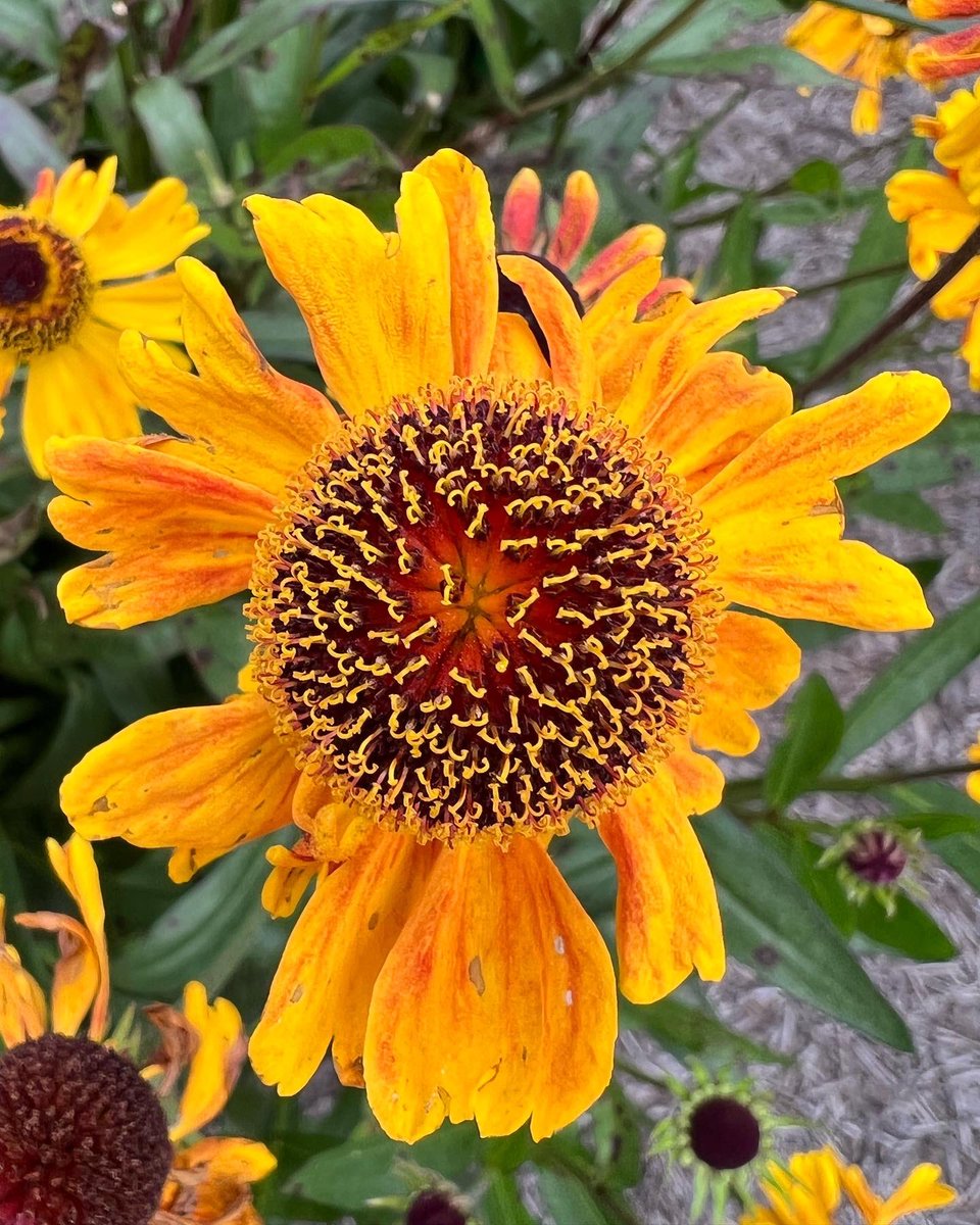 jackwallington's tweet photo. Second month of three year Helenium trial at @RHSBridgewater itโs going to be a really good trial. I wonโt go into any particular cultivars as itโs too early and not really my place to comment but everyone can go and visit and see them ๐ https://t.co/TLXouIkPWu