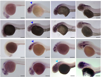 Dev_journal's tweet photo. Controlling neurogenesis timing: microRNAs step up

A Research Highlight showcasing new work from Ximena Soto @XimenaSoto40, Nancy Papalopulu @papalopulu @PapalopuluLab @OfficialUoM and colleagues

https://t.co/HocTEmDP0I https://t.co/TXRtn5wTIK