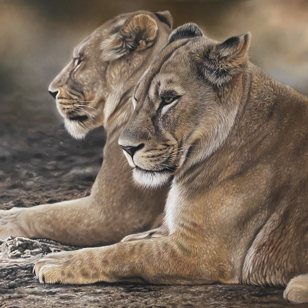 ‘Side by Side’ my NEW lionesses pastel drawing….available now

julierhodes.com

#lionesses #lionessart #bigcatart #drawinganimals #pastels #softpastelpainting #pastelpencils #catdrawing #drawingartists #drawing #drawrealistic