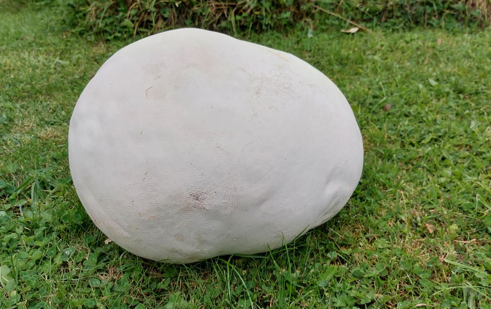This Giant Puffball (Calvatia gigantea) mushroom was found by a local farmer who dropped it into the Bog of Allen Nature Centre.  It is a species of mushroom that grows in fields and deciduous woodlands in Ireland. Some reach a diameter of 150cm. #nature
