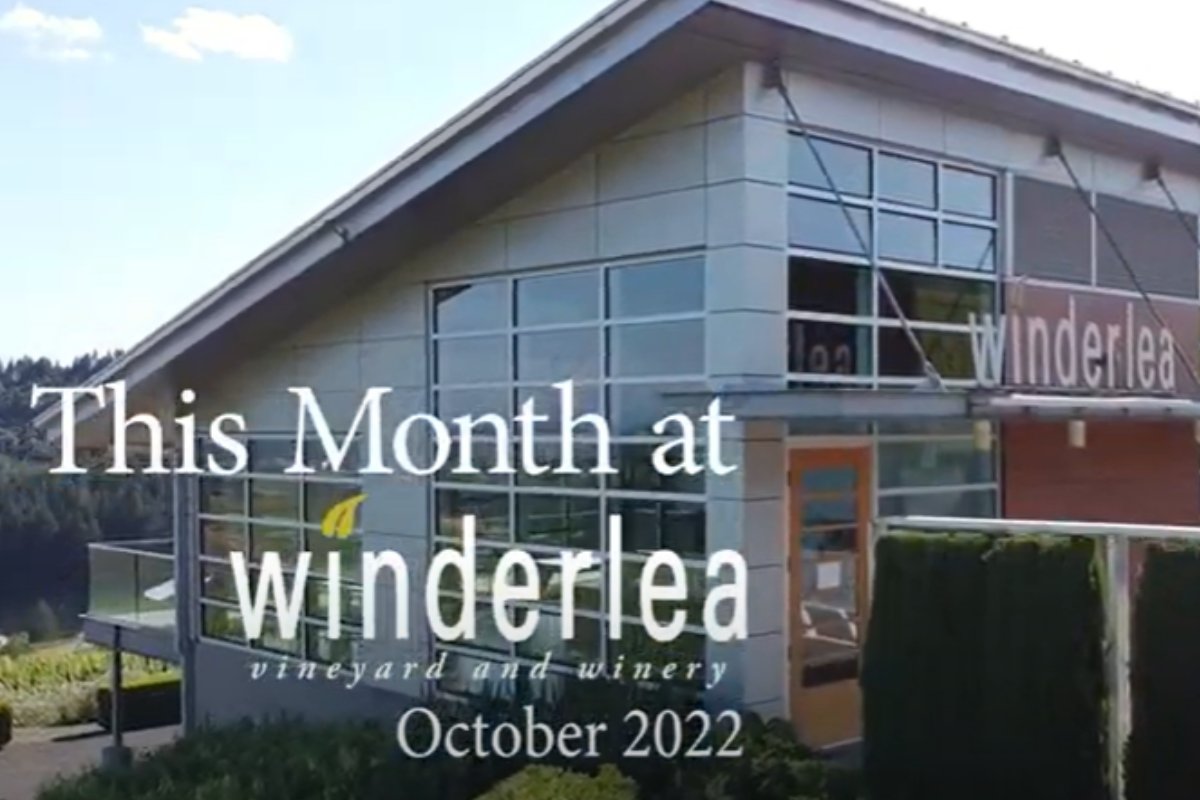 It's time for another edition of This Month at Winderlea! This month we're discussing this year's harvest, our current flights, and more: youtube.com/watch?v=OBWQf4….