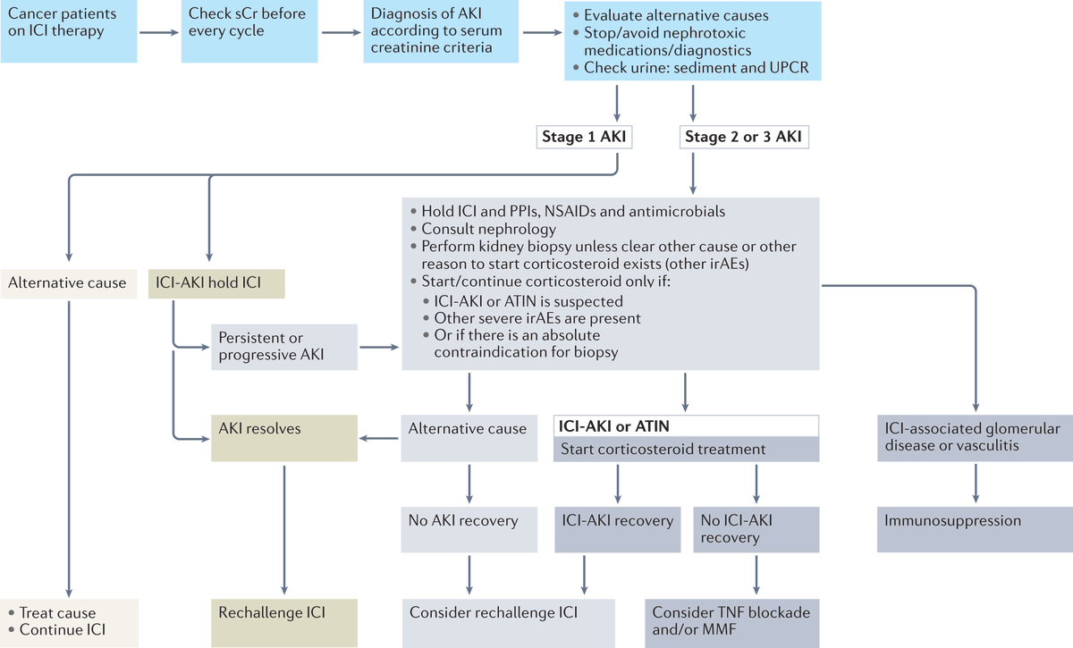 Diagnosis and management of immune checkpoint inhibitor-associated #AKI. A new Review from @ben_sprangers, @DavidLeaf9, Camillo Porta, @PepaSolerR and Mark Perazella go.nature.com/3SDiOEo