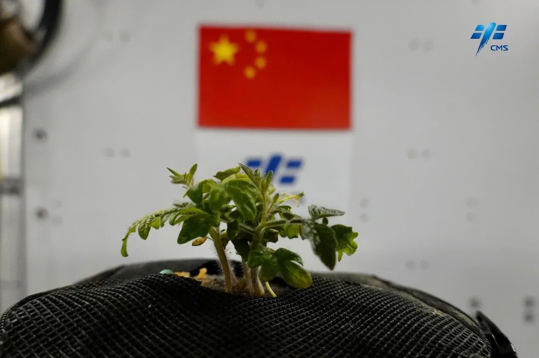 wulei2020's tweet photo. Look, the tomatoes have started sprouting in #Tiangong!

Before departing for space, taikonaut Cai Xuzhe said in an interview that he had brought some seeds with him, as he wanted to make the home in space cozy.

#SpaceDiary #Shenzhou14 https://t.co/bClywbYyTk