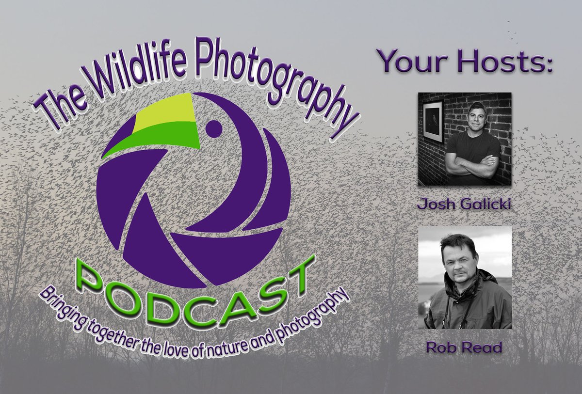 Check out the latest podcast episode where @robwread & @JGalicki discuss mirrorless and DSLR systems and where camera tech is headed - wildartpoty.com/wildlife-photo… @Cotton_Carrier @OMSYSTEMcameras @SwarovskiOptik @ShetlandTours @fstopHQ @Finnature