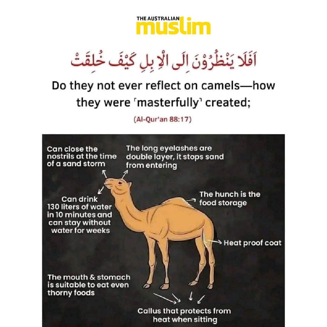 7signxx's tweet photo. The miracles of Allah are clear for those who are willing to see... https://t.co/wUQp3LZkvu